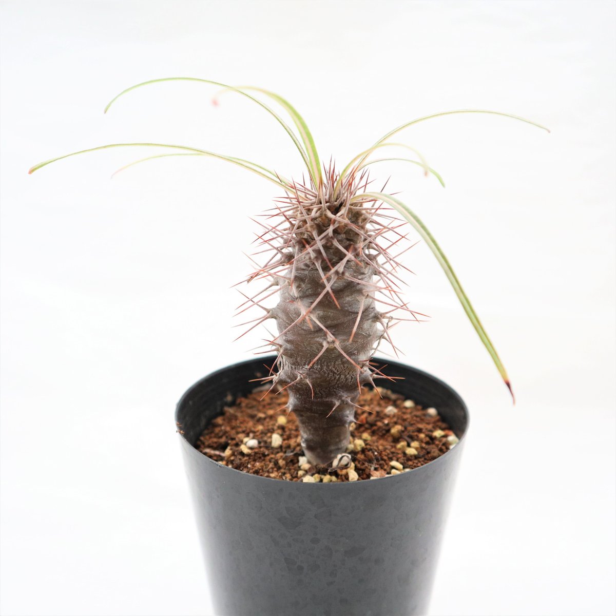 パキポディウム　ミケア　大株　現品 パキポディウム ミケア 国内実生 | mana's farm:塊根植物