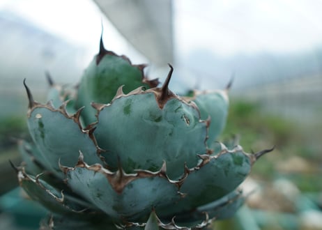 アガベ　チタノタ　 ブラックアンドブルー 　Agave titanota black and blue　No.3