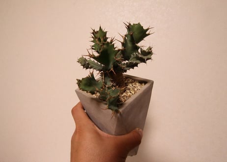 ユーフォルビア　トルチラマ　Euphorbia tortirama no.2