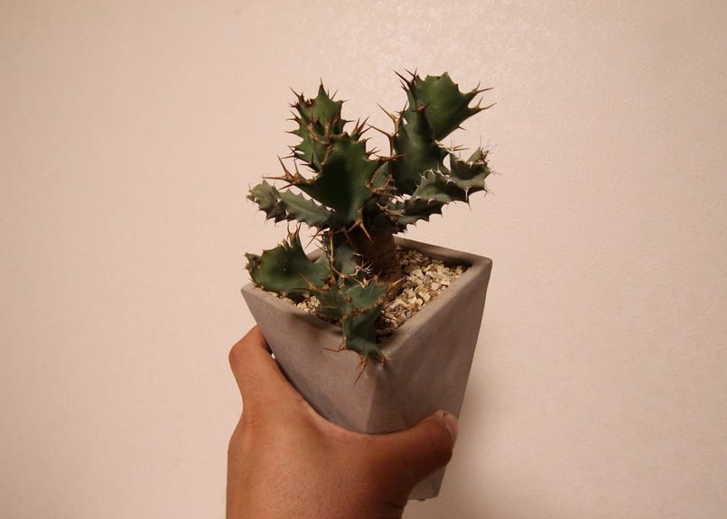 ユーフォルビア トルチラマ Euphorbia tortirama no.2 | mana's ユーフォルビア トルチラマ Euphorbia tortirama no.2 | mana's