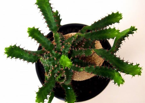 ユーフォルビア ステラータ 飛竜  Euphorbia stellata  №2