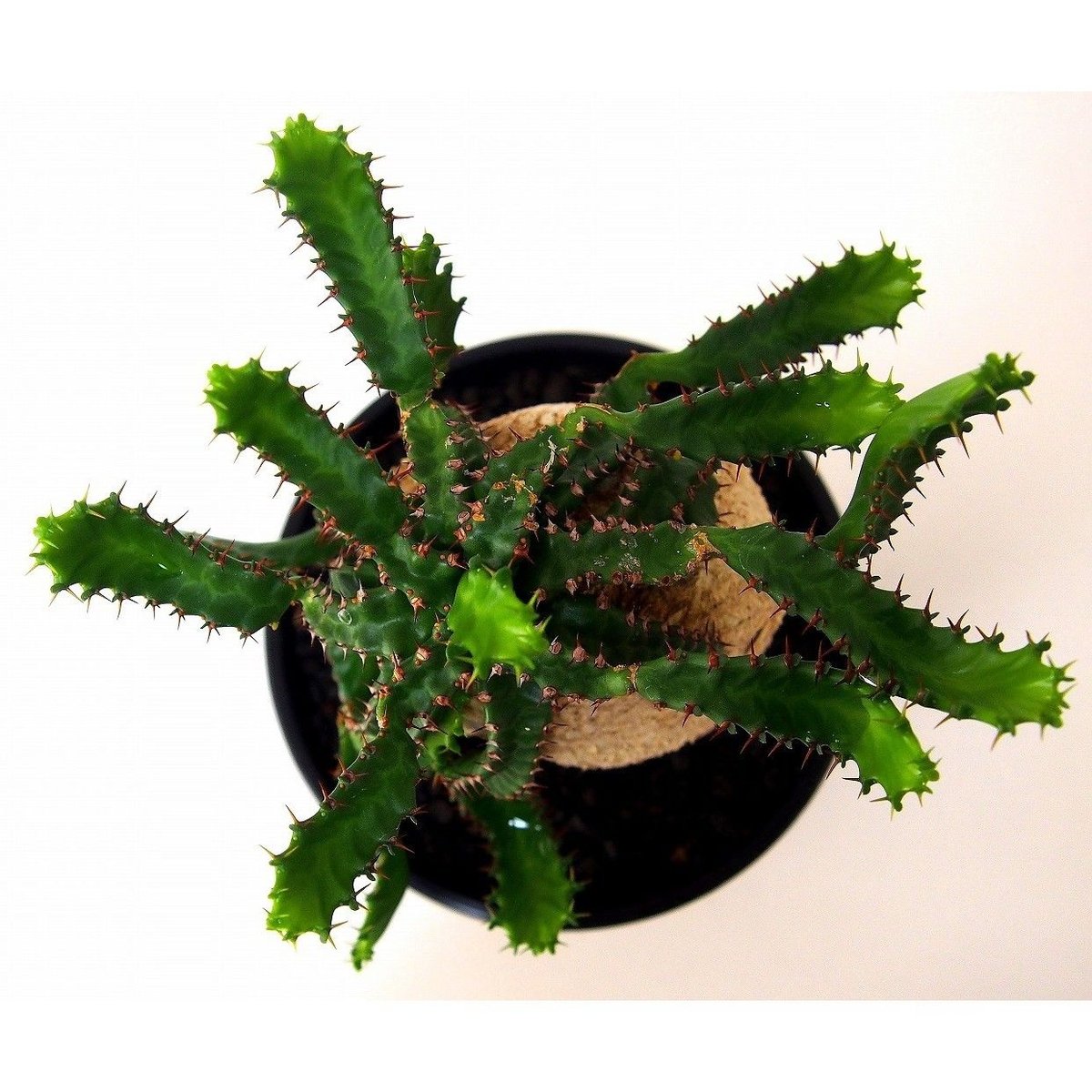 ユーフォルビア ステラータ 飛竜 Euphorbia stellata №2 | mana