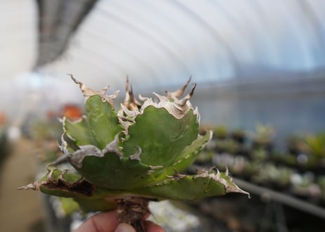 agave titanota ソーラーエクリプス　solareclipse　No.1