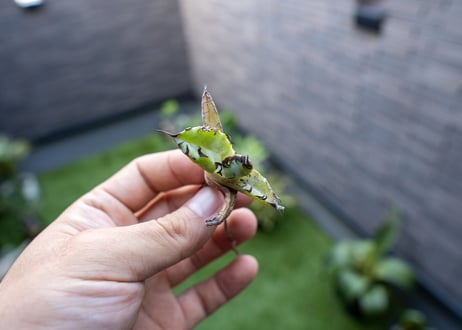 Agave B&B 特大 カキコ NO.1