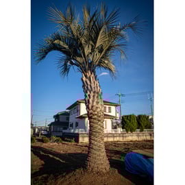 超特価】ドライガーデンの主役”ヤシ”を買うなら今がチャンス