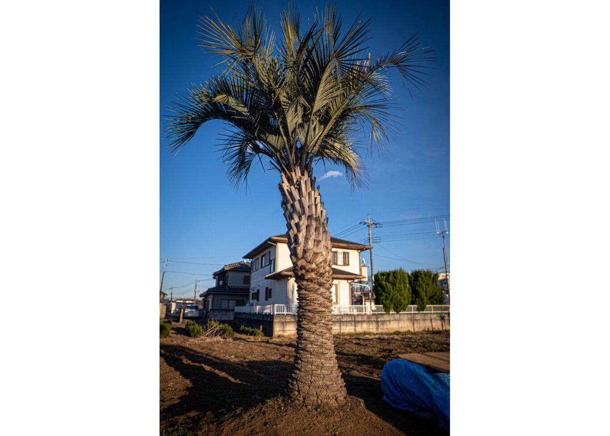 ココスヤシ ココスヤシならココスガーデン