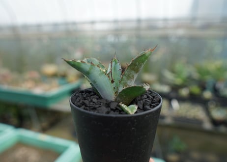 アガベ　チタノタ　 ブラックアンドブルー 　Agave titanota black and blue　No.2