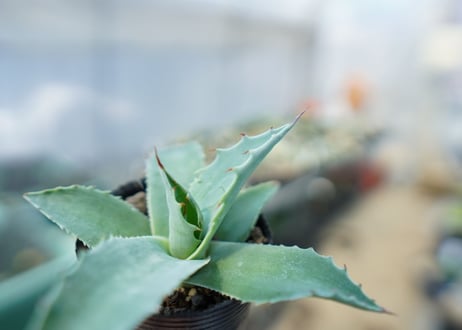 アガベ　オバティフォリア　Agave ovatifolia　No.4
