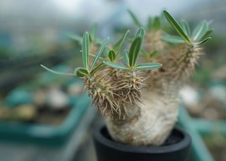 パキポディウム　デンシフローラム Pachypodium densiflorum   No.2