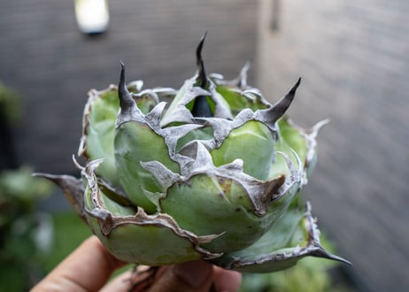 Agave B&B A NO.4