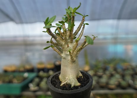 アデニウム　Adenium　No.11
