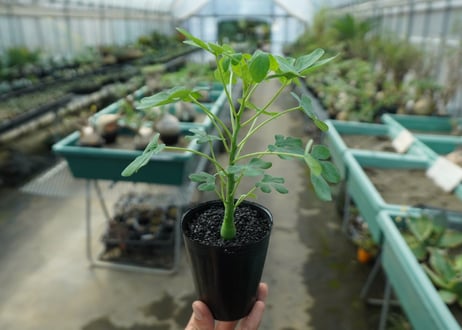 アデニア　グラウカ　Adenia glauca  No.7