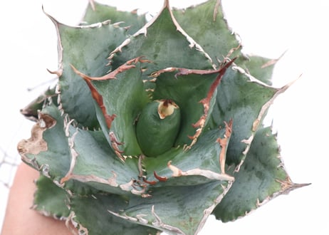 Agave titanota FO-76 dwarf  compacta