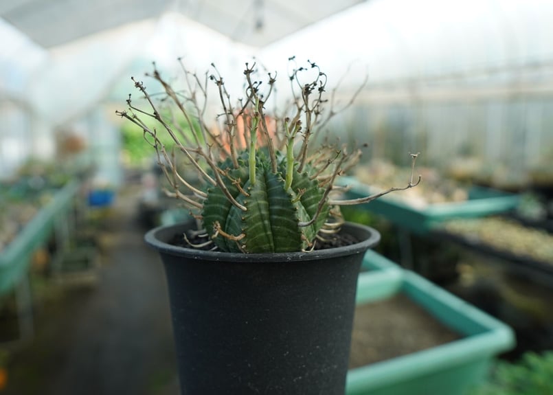 ユーフォルビア スーパーバリダ Euphorbia super valida No.1 | ユーフォルビア スーパーバリダ Euphorbia super valida No.1 |