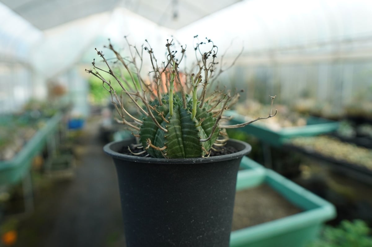 ユーフォルビア スーパーバリダ Euphorbia super valida No.1 |