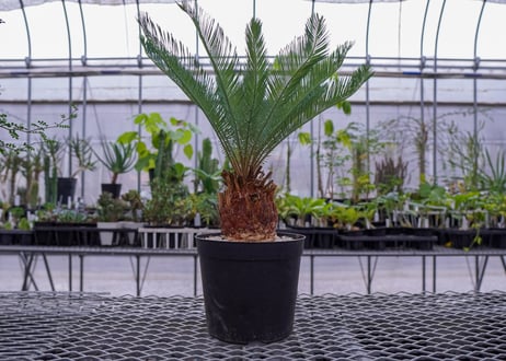 最終価格　エンセファラルトス　プリンセス　塊根植物　登録証付き エンセファラルトスイノピナス 新芽が出てきた🪴 これが