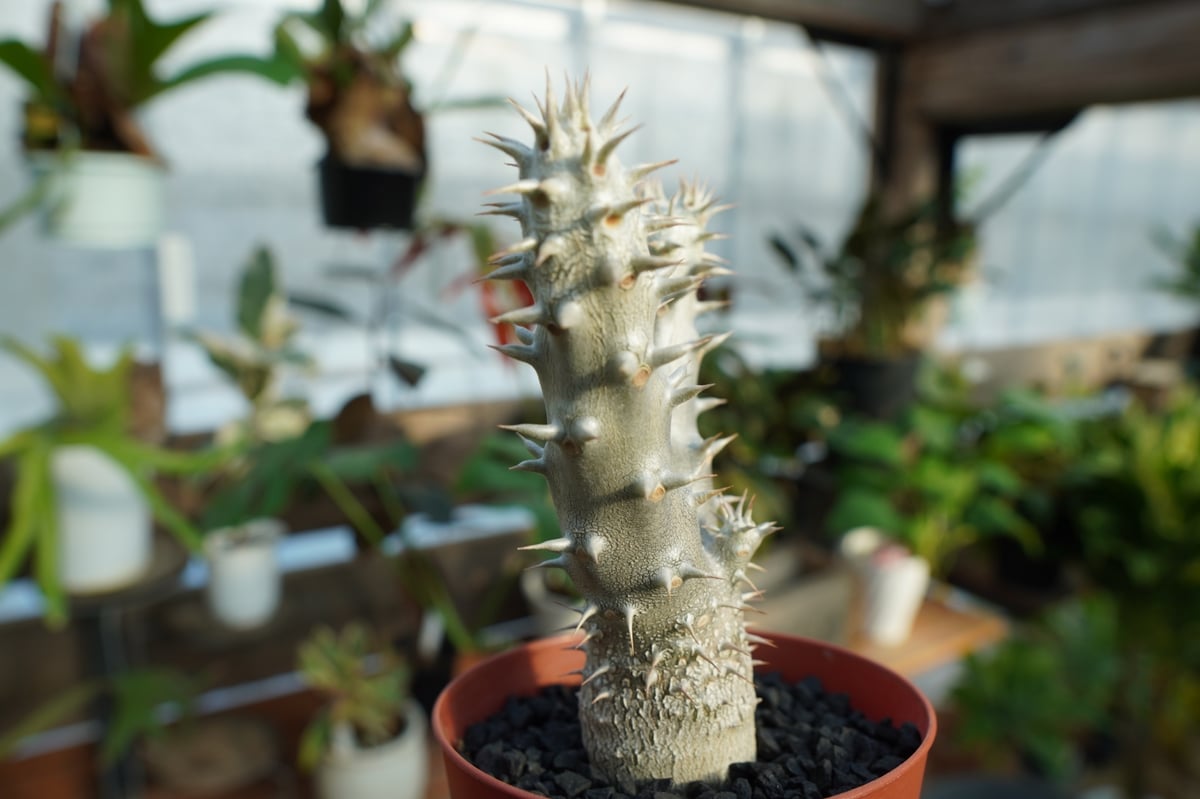 Pachypodium densiflorum パキポディウム デンシフローラム 実生 10年