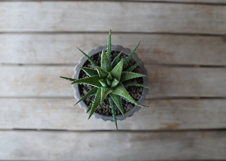 十二の巻　Haworthia fasciata