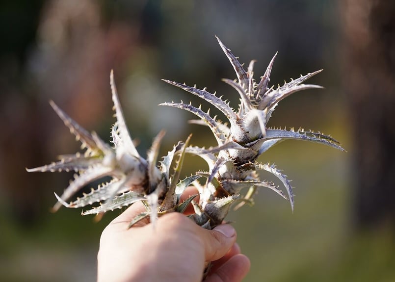 Dyckia goehringii var.lemei New form | mana's f