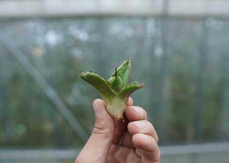 【抜き苗】アガベ　チタノタ　白鯨 from台湾　Agave titanota White whale No.1