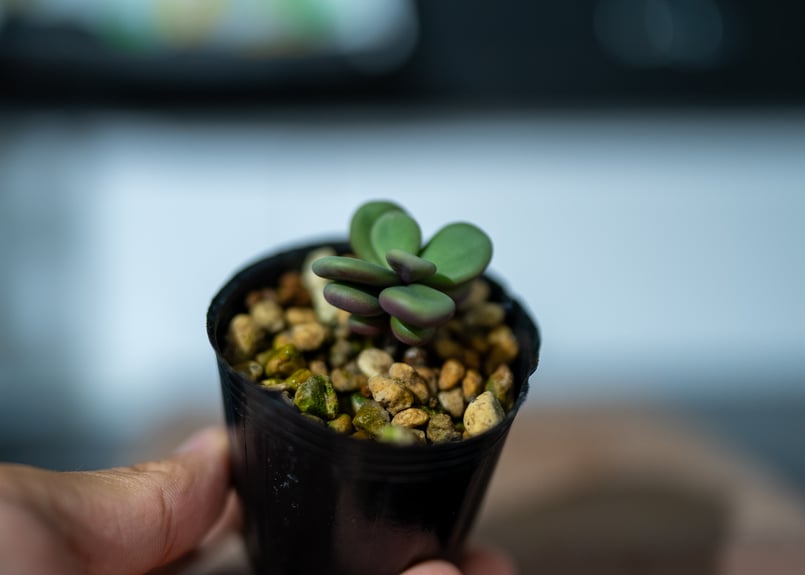 ケラリアピグマエア 沖縄実生 | mana's farm:塊根植物・アガベ・ドライ