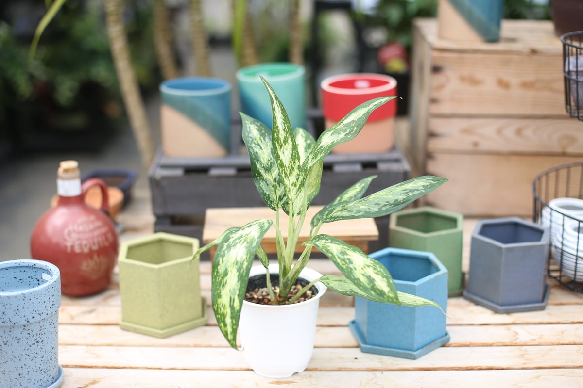 アグラオネマ プシュード | mana's farm:塊根植物・アガベ・ドライ