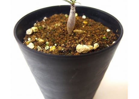 Pachypodium    パキポディウム　グラキリス 実生苗