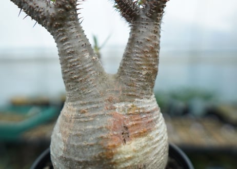 パキポディウム　グラキリス　 Pachypodium Gracilius  No.5