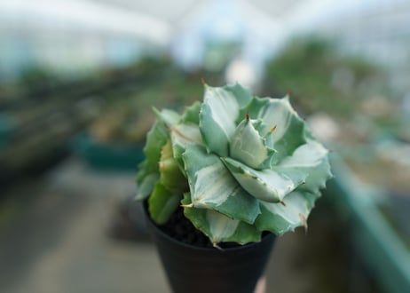 アガベ　王妃雷神錦　白中斑　Agave　“Ohi Raijin Nishiki Shironakahu”