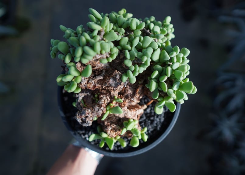 ケラリア ピグマエア Ceraria pygmaea | mana's green:塊根植物販 ケラリア ピグマエア Ceraria pygmaea | mana's green:塊根植物販