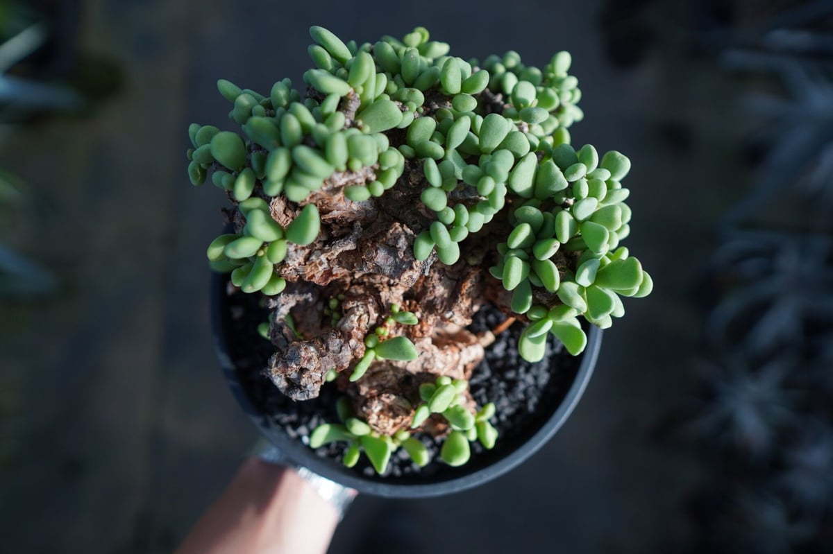 ケラリア ピグマエア Ceraria pygmaea | mana's green:塊根植物販 ケラリア ピグマエア Ceraria pygmaea | mana's green:塊根植物販