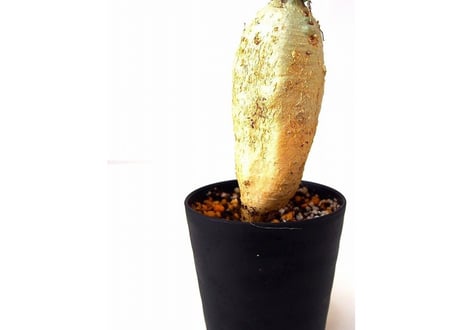 ユーフォルビア ステラータ 飛竜  Euphorbia stellata　№6