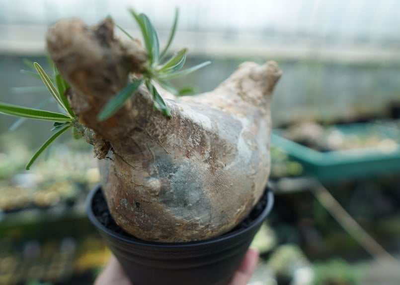 パキポディウム グラキリス Pachypodium Gracilius No.3 | ma