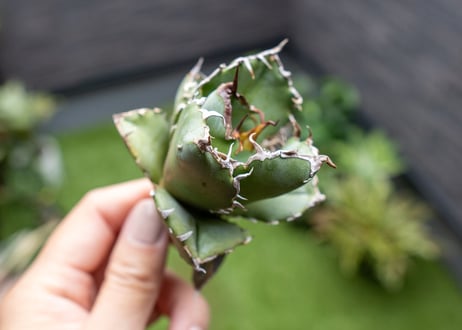 Agave titanota 白鯨嚴龍 カキコ NO.1