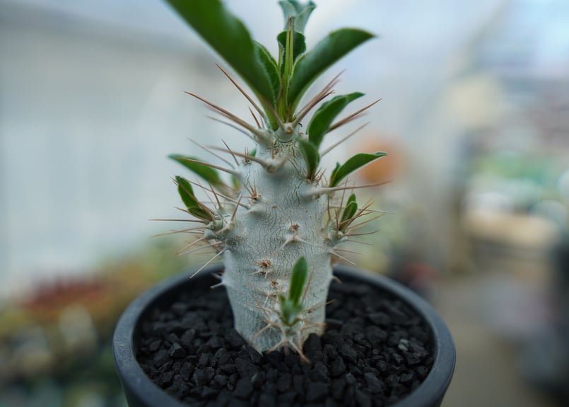 パキポディウム サンデルシー Pachypodeium saundersii No.7 |