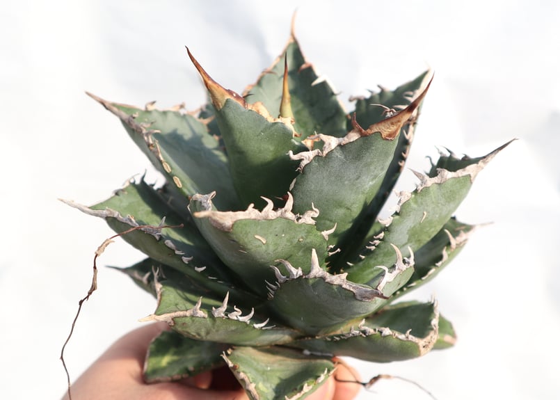 Agave titanota FO-76 dwarf compacta no.1 | ma