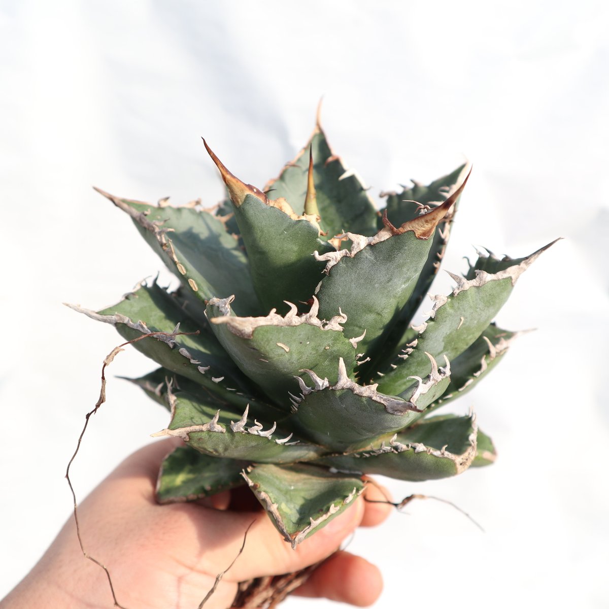 AGAVE TITANOTA FO-76 実生株 AGAVE TITANOTA FO-76 実生株