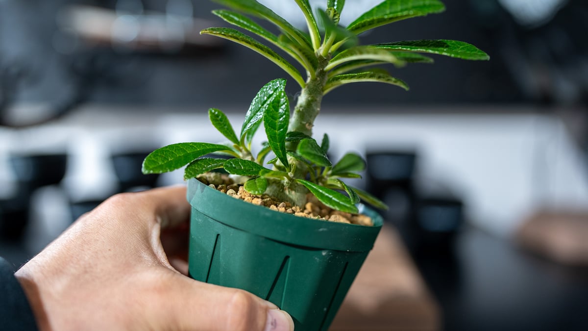 ドルステニア ギガス Dorstenia gigas 沖縄実生 | mana's green: ドルステニア ギガス Dorstenia gigas 沖縄実生 | mana's green: