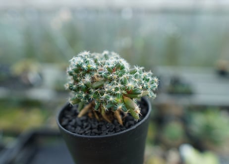 トリコディアデマ　デンサム　Trichodiadema densum  No.2