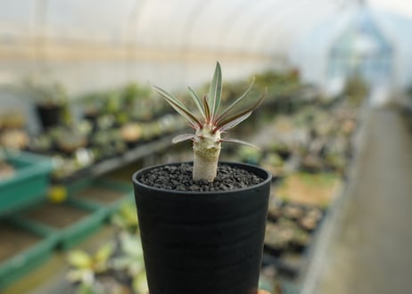 パキポディウム　グラキリス　 Pachypodium Gracilius  No.4