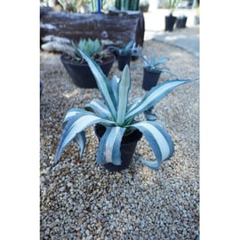 アガベ 華厳 親株 mediopicta alba ドライガーデン アガベ アメリカーナ ' 華厳 Agave americana mediopicta alba ' Kegon