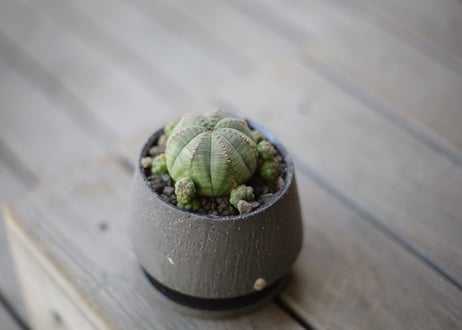 ユーフォルビア オベサシンメトリカ　Euphorbia obesa ssp. symmetrica