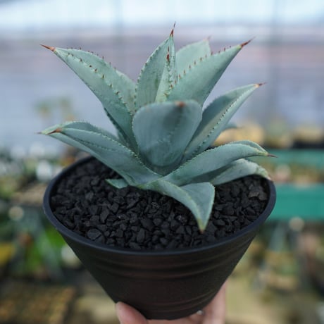 アガベ　ドラゴントゥース　ドラド　大株 アガベ ドラゴントゥース 'Dragon Toes' 大株 ☆大株 アガベ ドラゴン