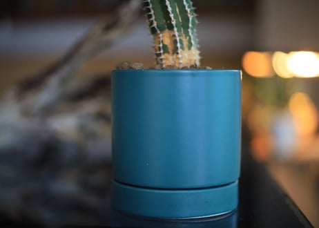 ユーフォルビア　 大正キリン  Euphorbia echinus