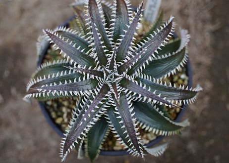 Dyckia tracking code FWF