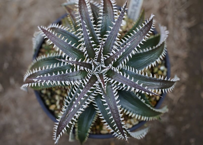 ディッキア ビルベイカー Dyckia tracking code FPP ディッキア：Dyckia Tracking Code 'GDD' | Dyckia Maniax