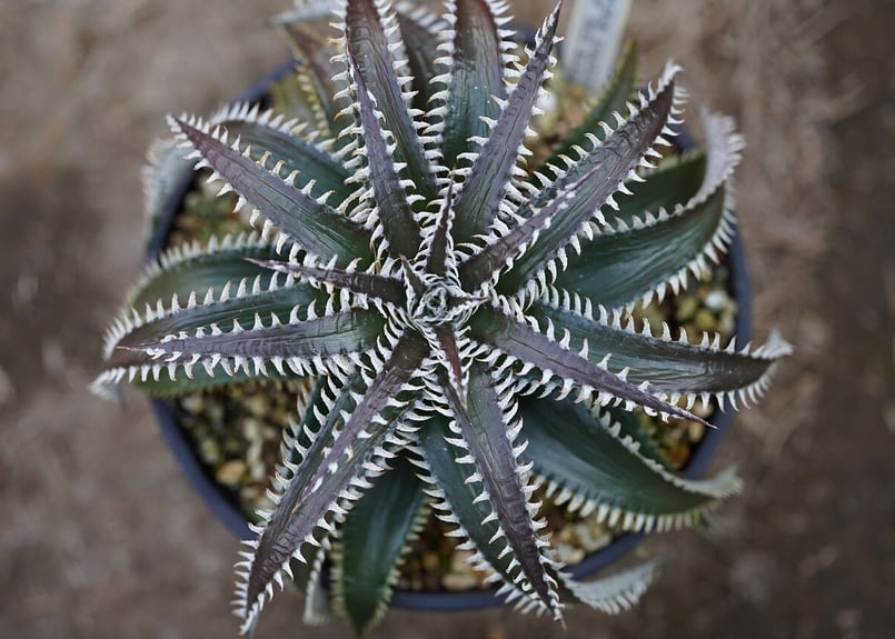 Dyckia tracking code FWF | mana's green:塊根植物販売|...