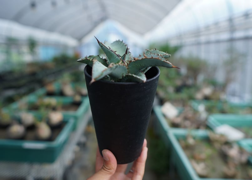 アガベ チタノタ ブルー Agave Titanota Blue No.2 | mana's