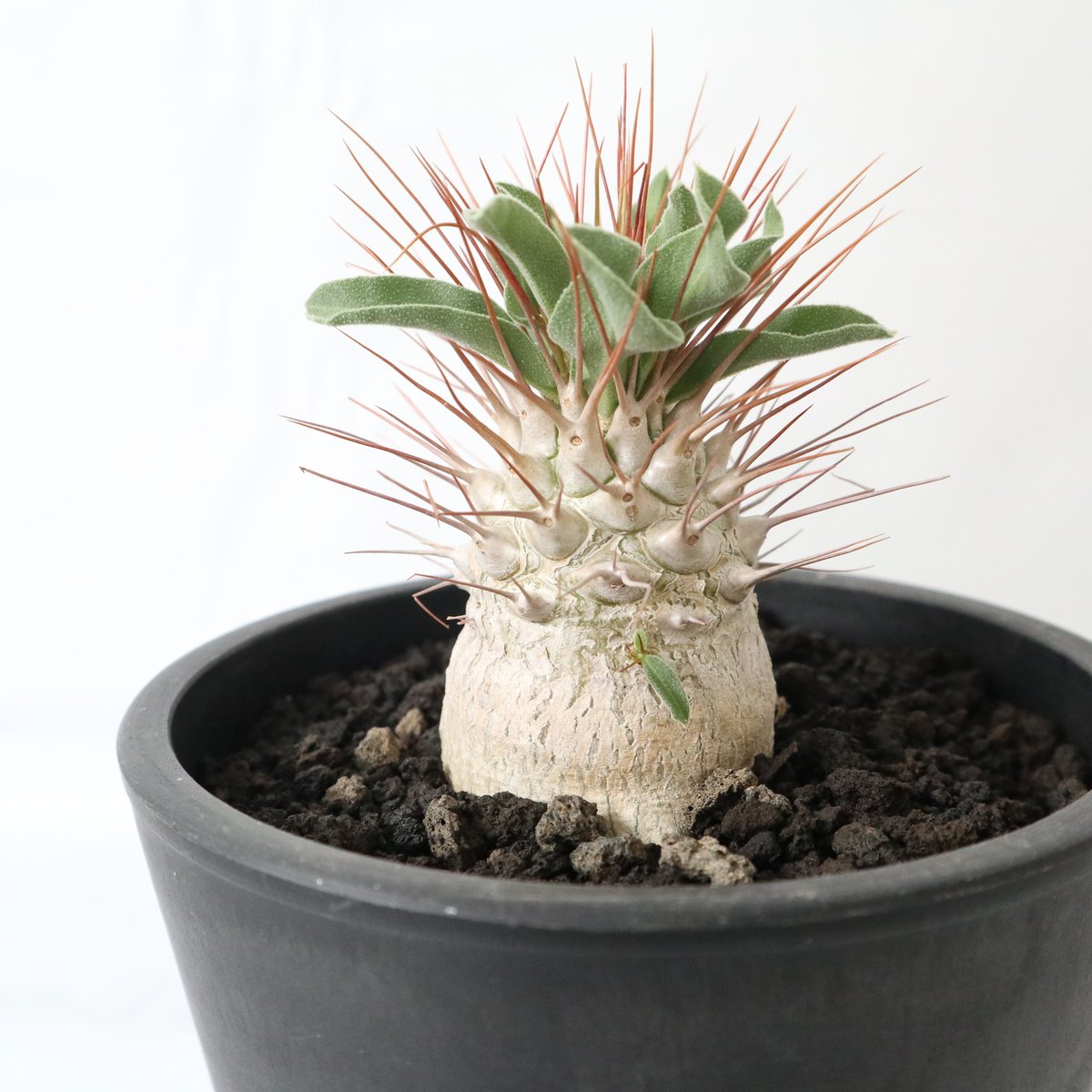 パキポディウム ナマクアナム 光堂 | mana's farm:塊根植物