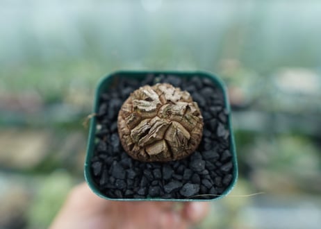 亀甲竜　Dioscorea elephantipes　No.2